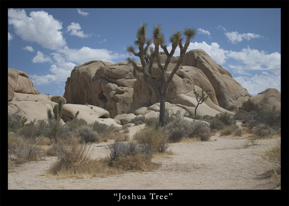 Joshua Tree