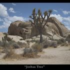 Joshua Tree