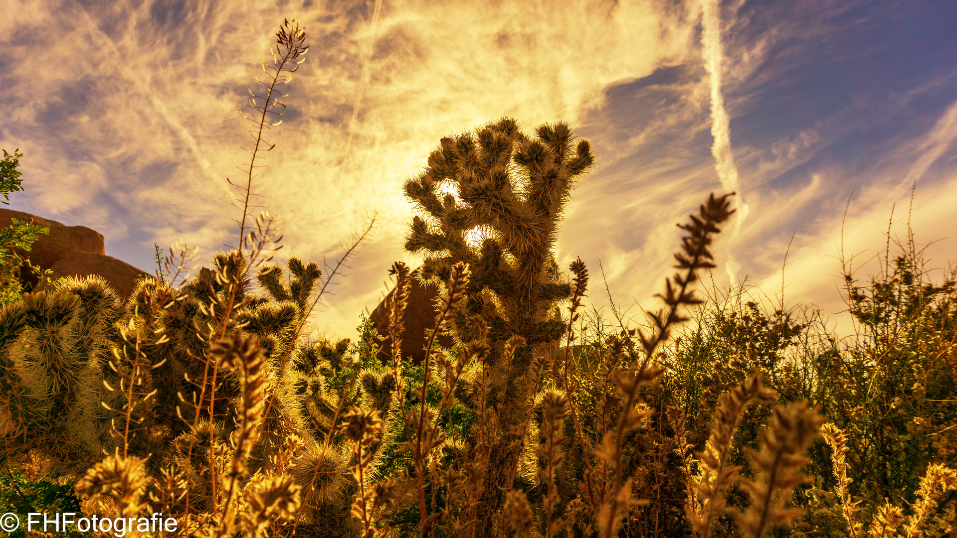 Joshua Tree