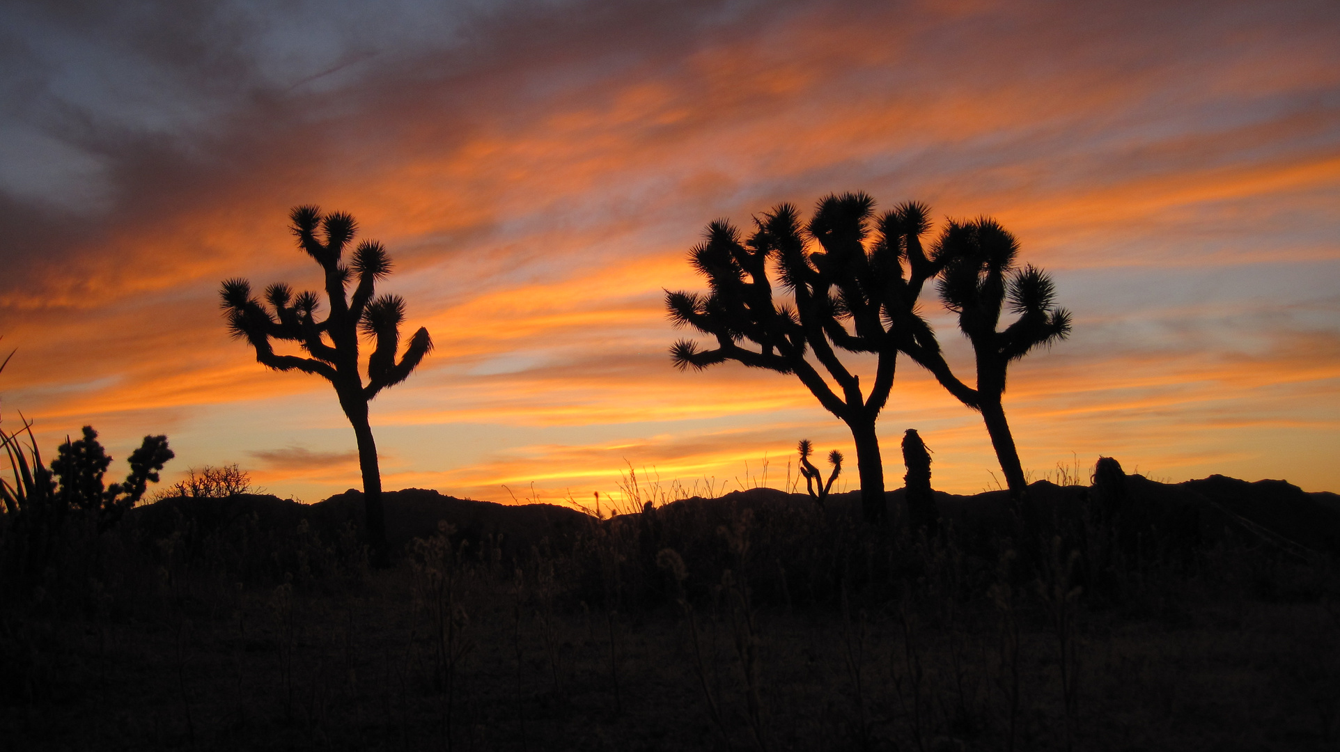 _joshua tree_