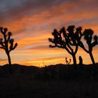 _joshua tree_