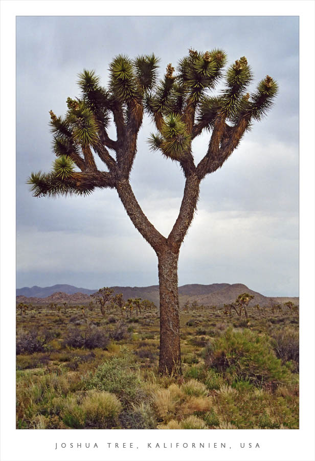 Joshua Tree