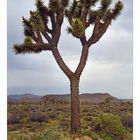 Joshua Tree