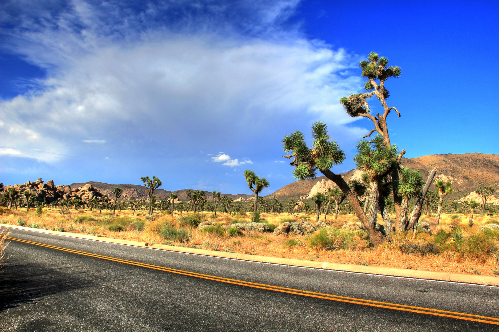 Joshua Tree