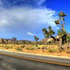 Joshua Tree