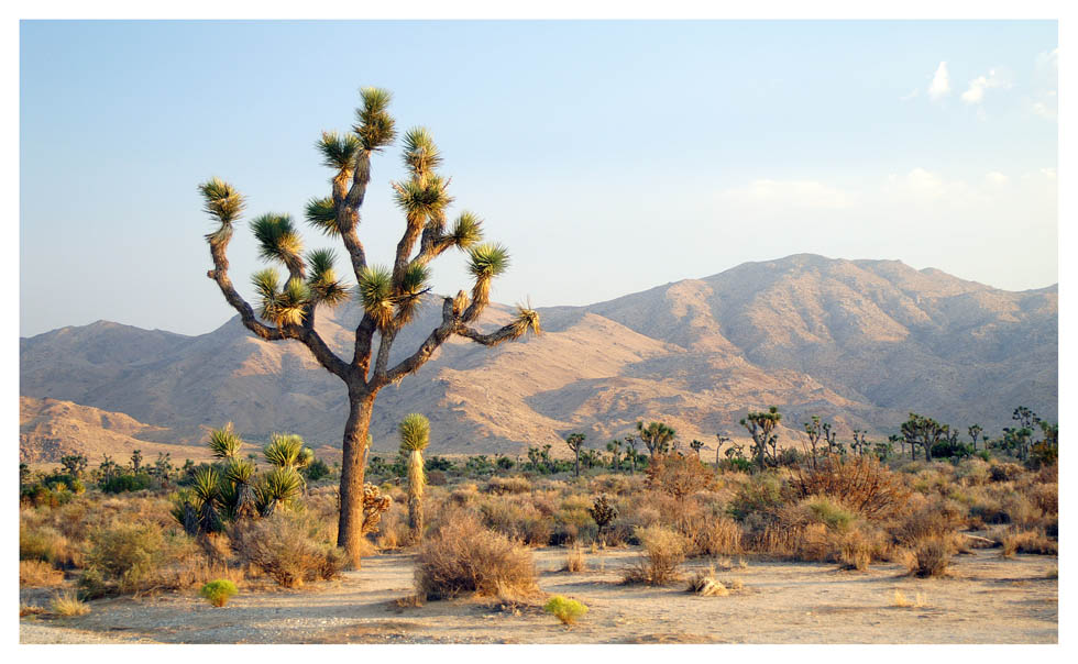 Joshua Tree