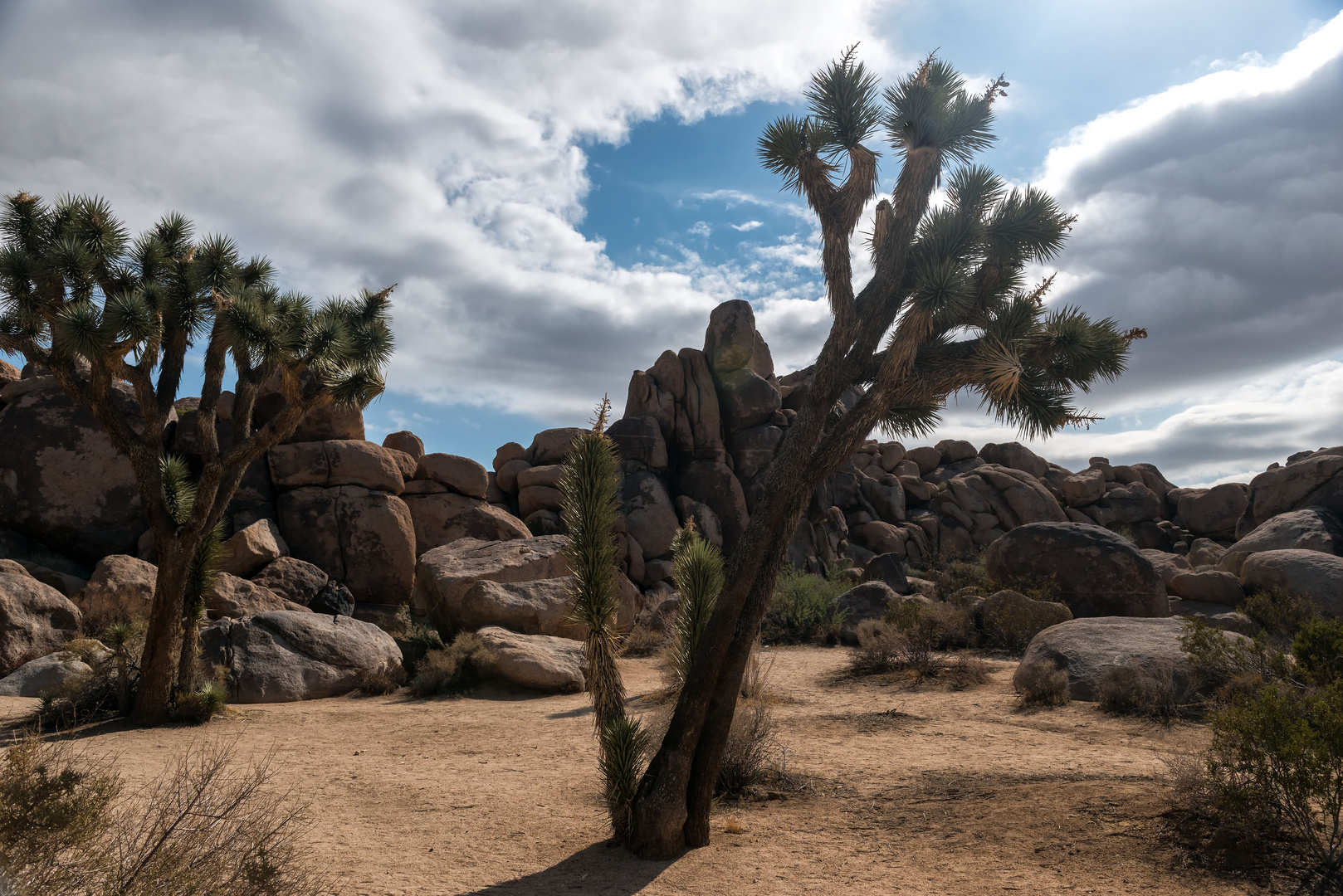 Joshua Tree 