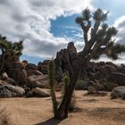 Joshua Tree 