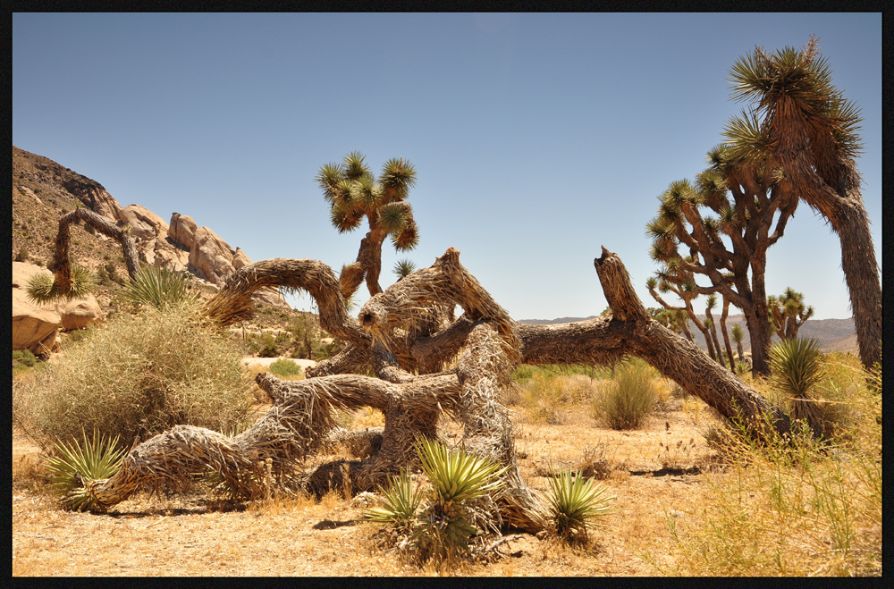 Joshua Tree