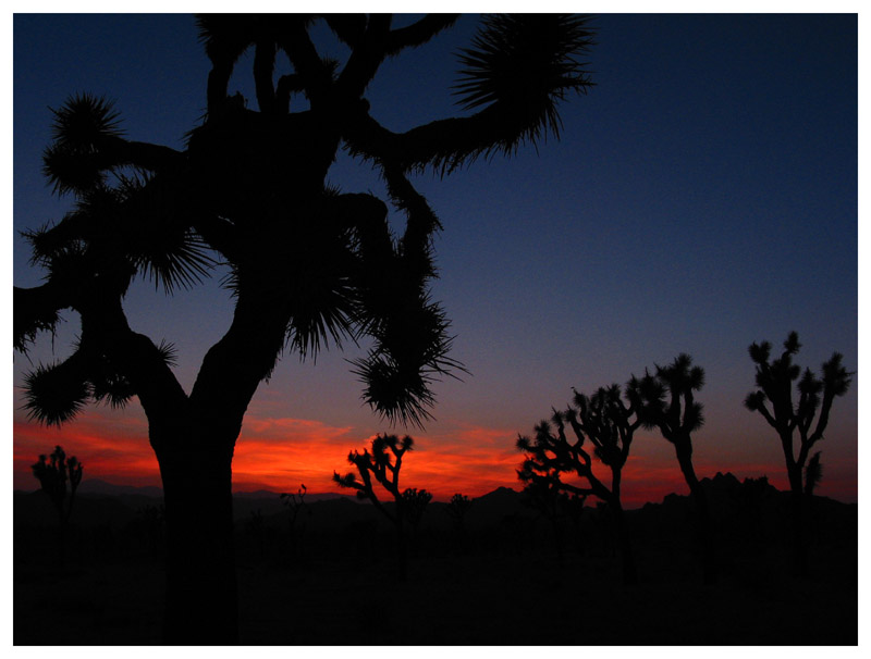 joshua tree