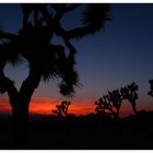 joshua tree