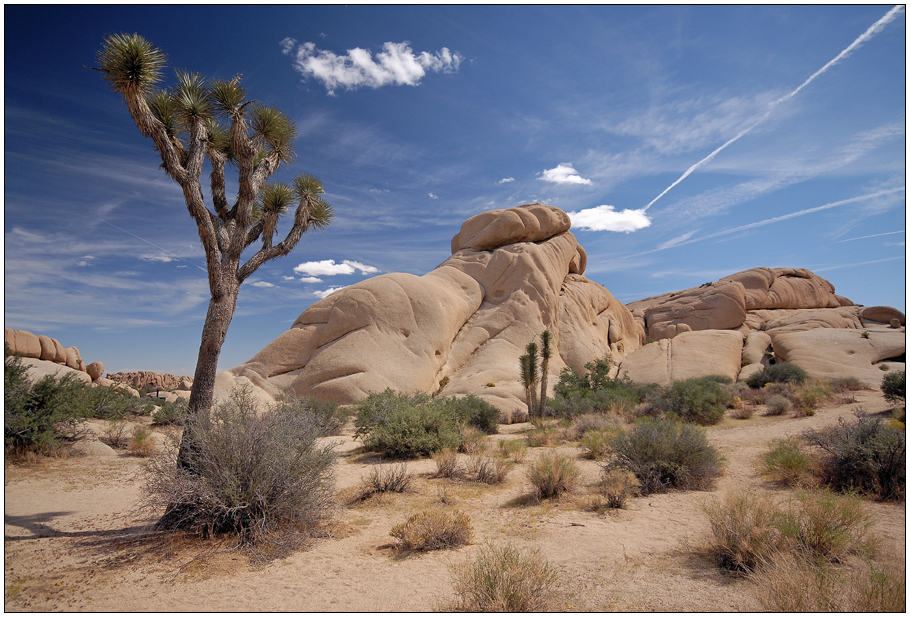 Joshua Tree