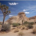 Joshua Tree