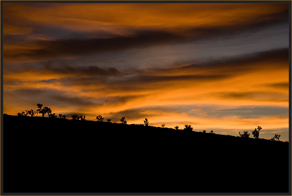 Joshua Tree Forest