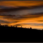 Joshua Tree Forest