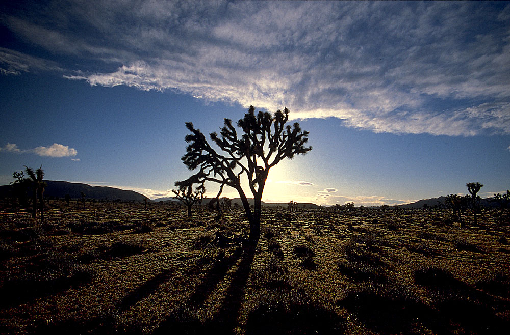 Joshua Tree II