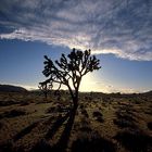 Joshua Tree II