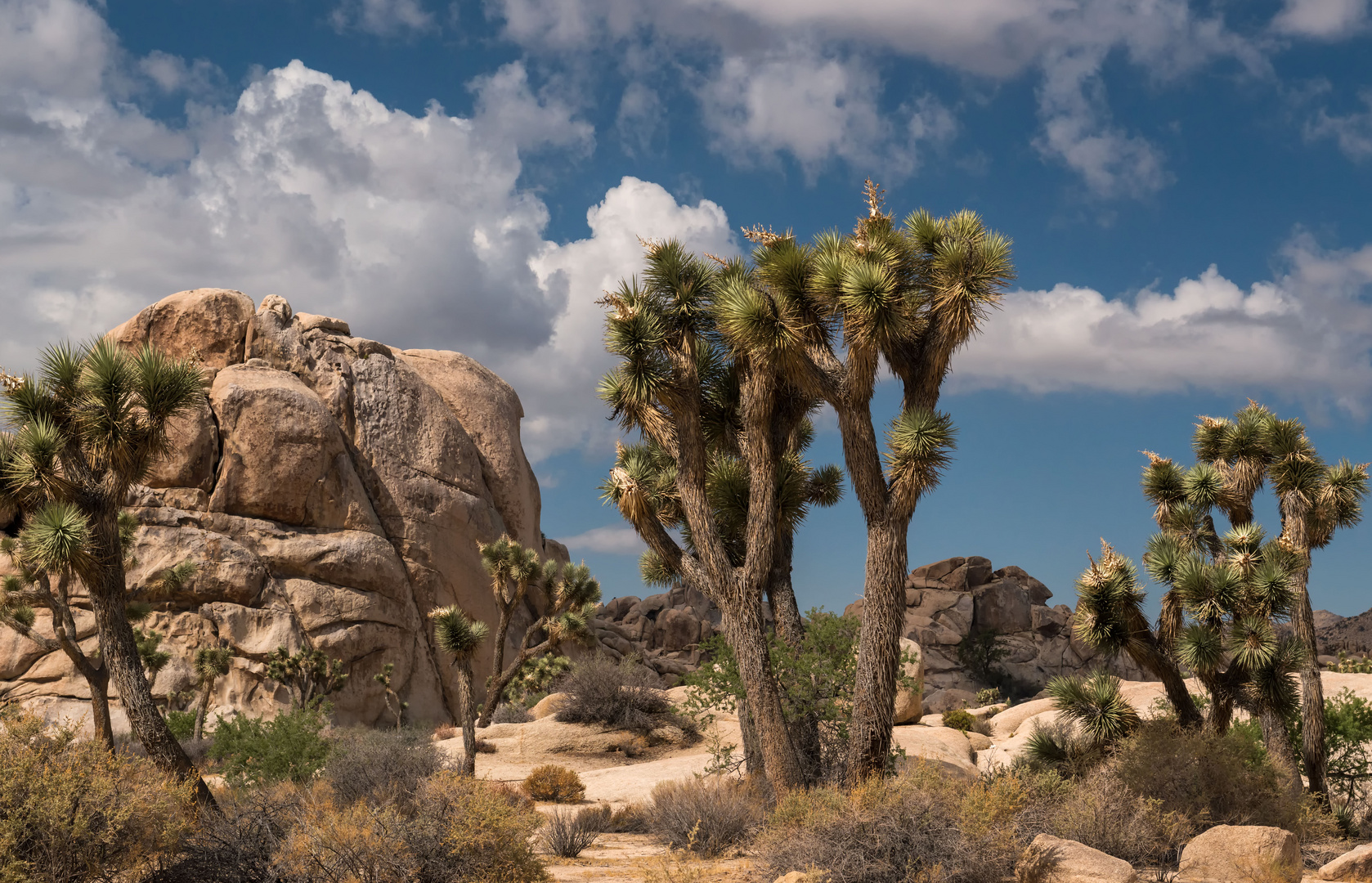 Joshua Tree II