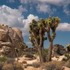 Joshua Tree II