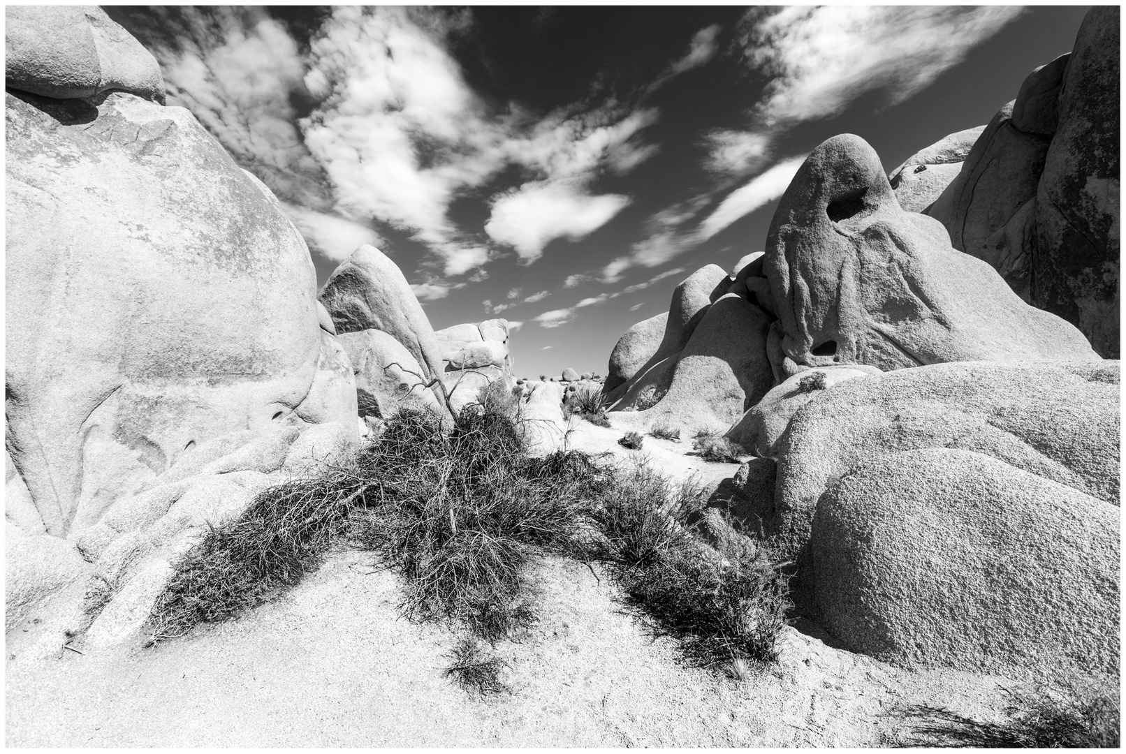 Joshua Tree III