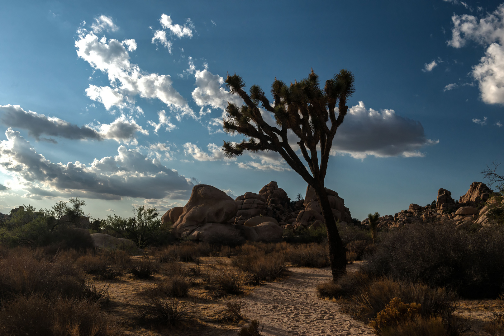 Joshua Tree III