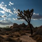 Joshua Tree III