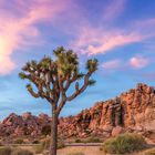 Joshua Tree im Abendlicht