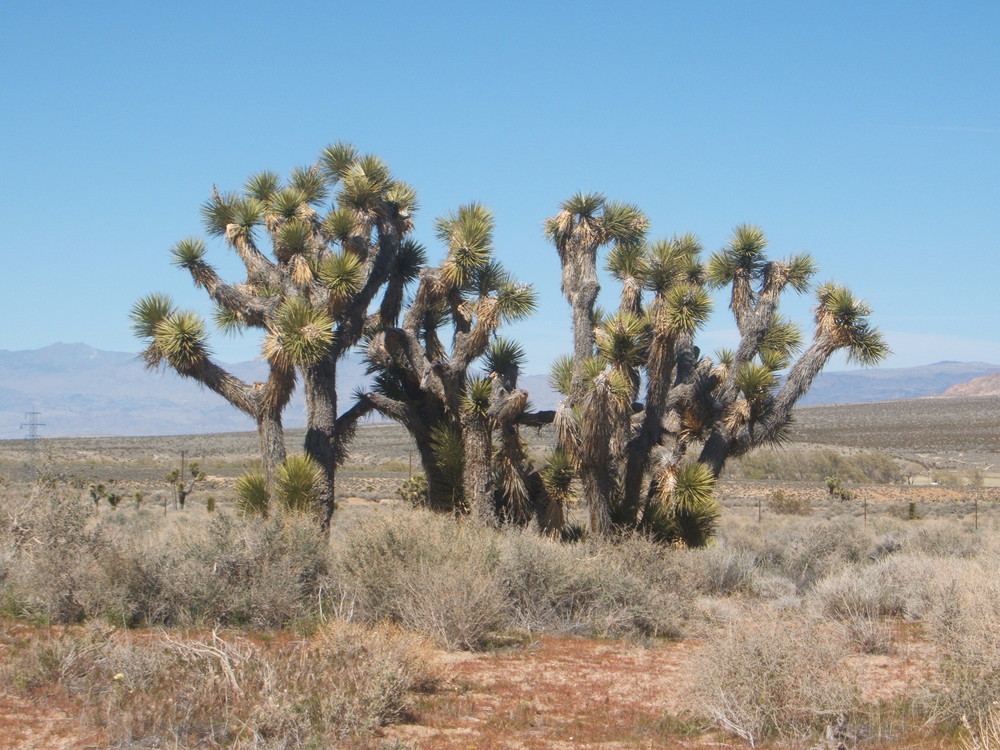 Joshua Tree im Death Valley National-Park