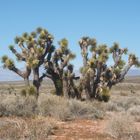 Joshua Tree im Death Valley National-Park