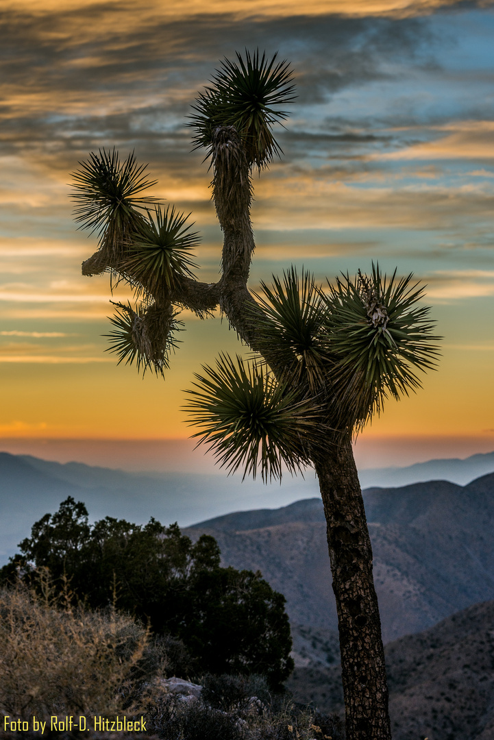 Joshua Tree im Joshua Tree Nationalpark