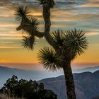 Joshua Tree im Joshua Tree Nationalpark