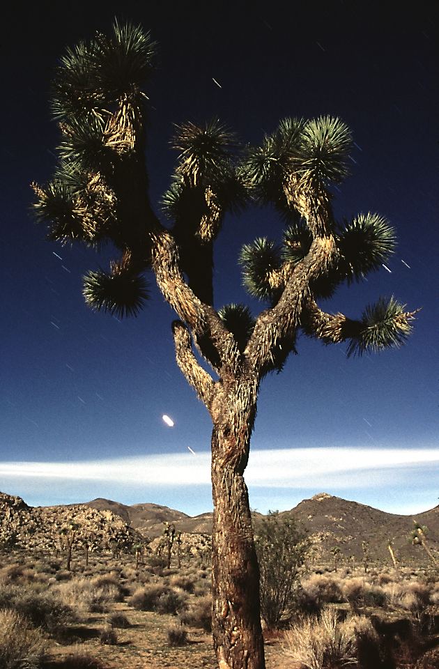 Joshua Tree im Mondlicht