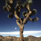 Joshua Tree im Mondlicht