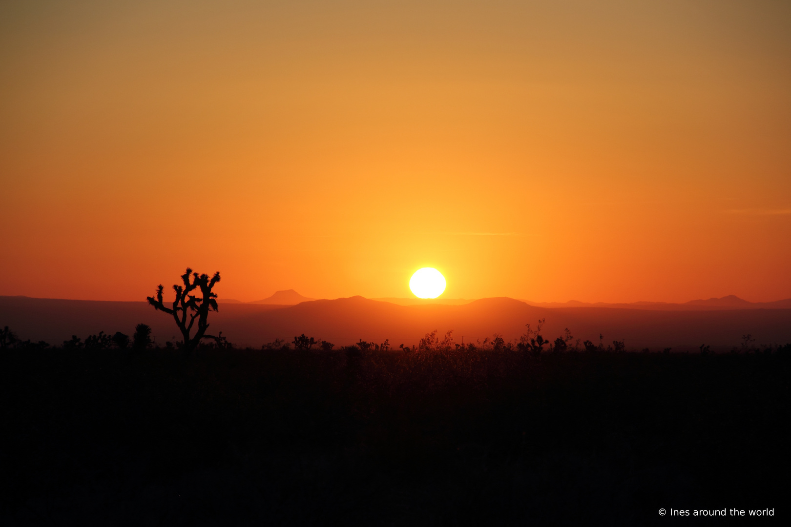 Joshua Tree im Sonnenaufgang