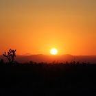 Joshua Tree im Sonnenaufgang