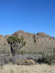 Joshua-Tree in der Mojave-Wüste