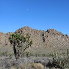 Joshua-Tree in der Mojave-Wüste