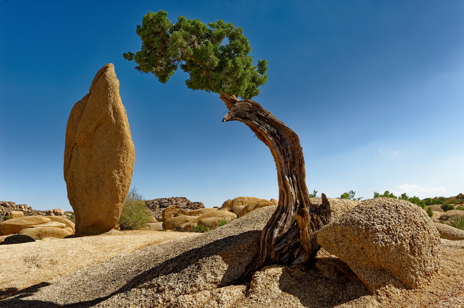 Joshua Tree  -Jumbo Rock-  ( Camp Ground ) 