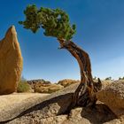 Joshua Tree  -Jumbo Rock-  ( Camp Ground ) 