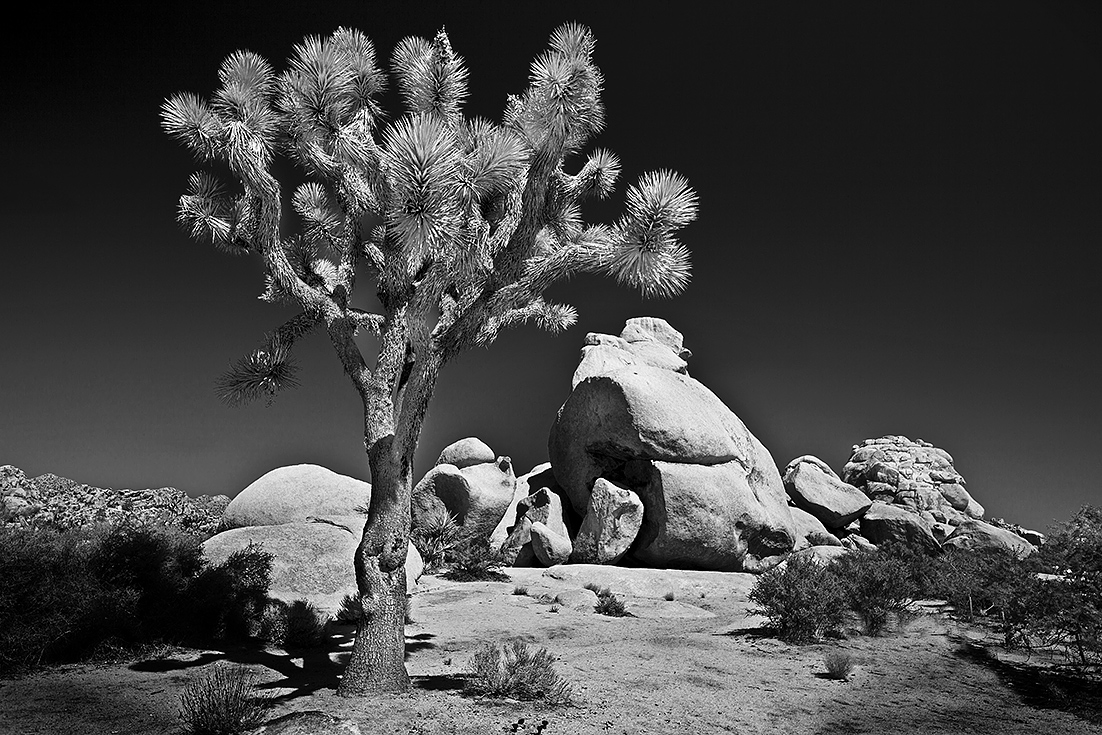 Joshua Tree Morning