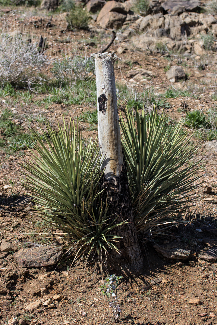 Joshua Tree nach Buschfeuer