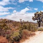 Joshua Tree National Monument 