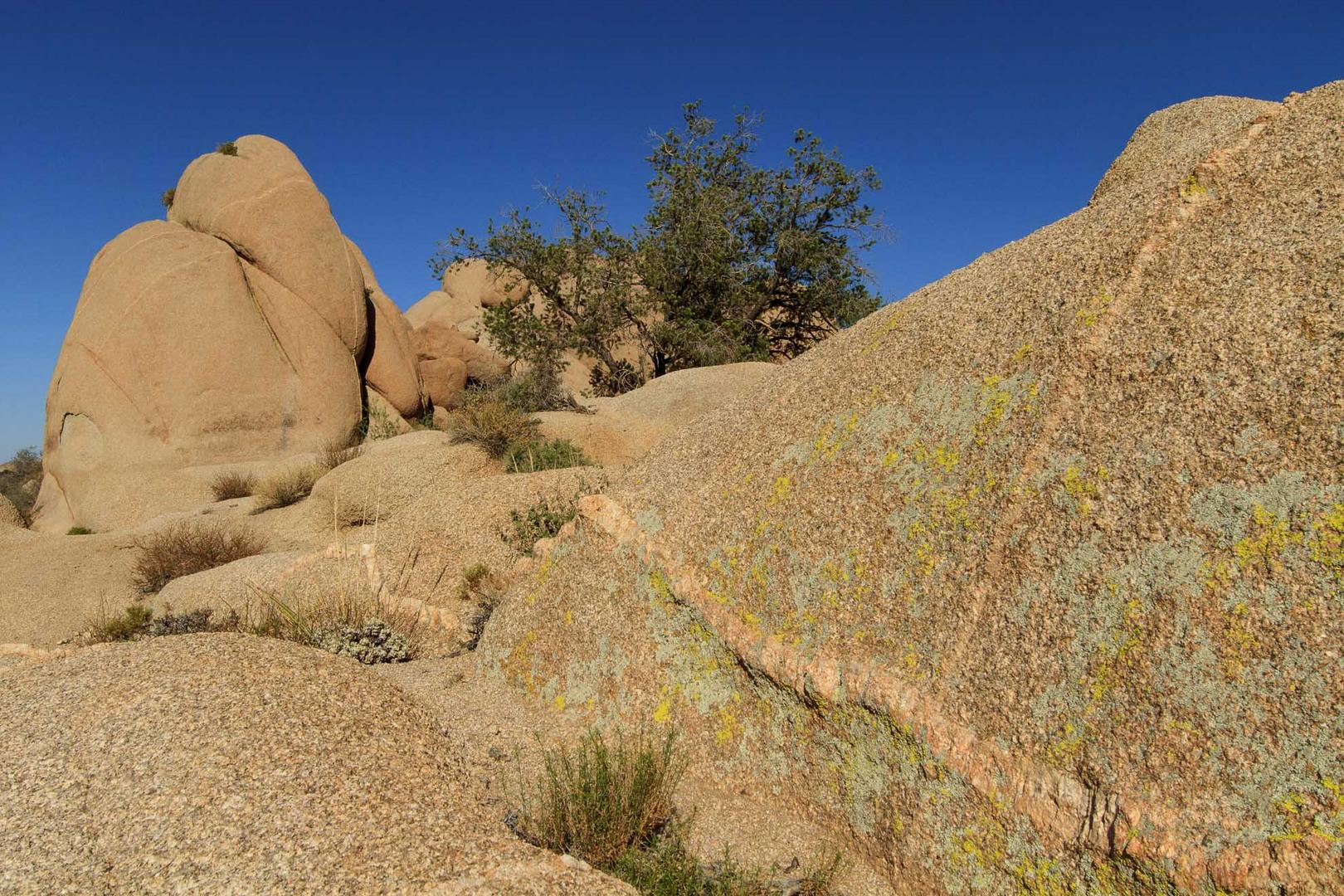 Joshua Tree National Monument