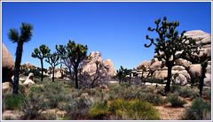 Joshua Tree National Monument