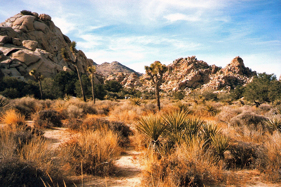 Joshua-Tree-National Park