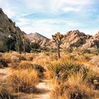 Joshua-Tree-National Park