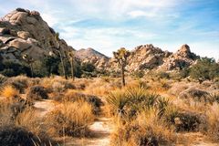 Joshua-Tree-National Park