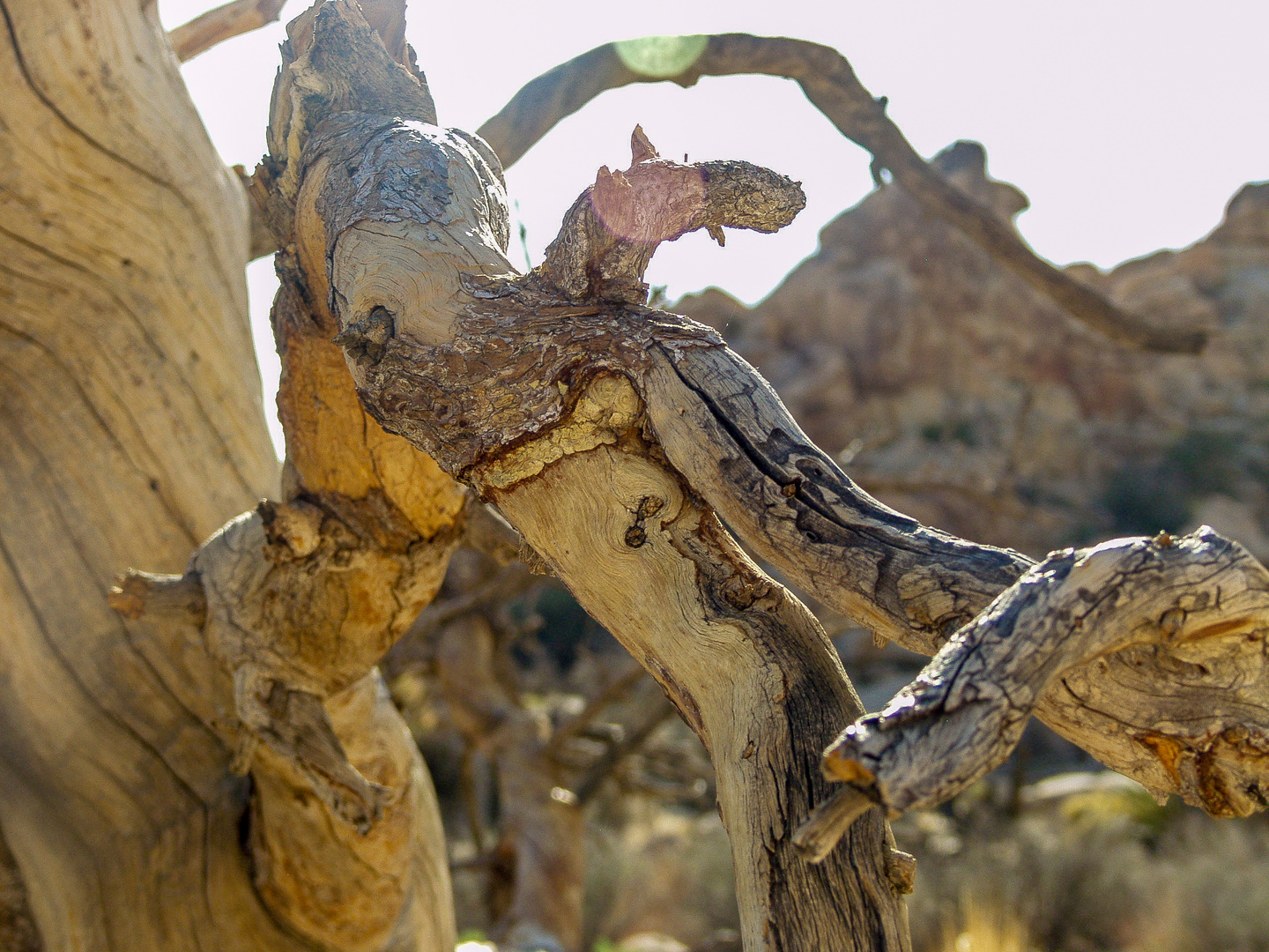 Joshua Tree National PArk