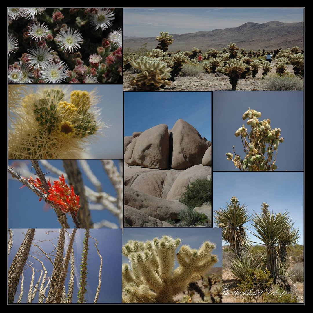 Joshua Tree National Park