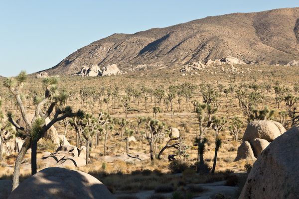 Joshua Tree National Park